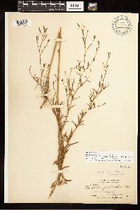 Epilobium brachycarpum image