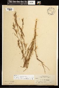 Epilobium brachycarpum image