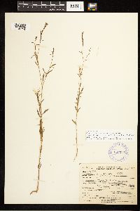 Epilobium brachycarpum image