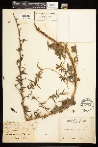 Epilobium canum image