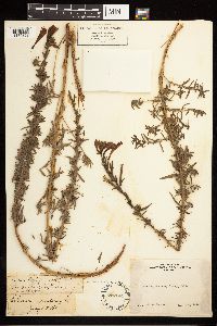 Epilobium canum image