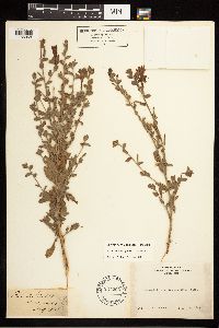 Epilobium canum image