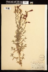 Epilobium canum image