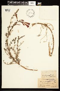 Epilobium canum image