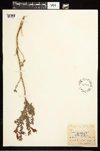 Epilobium canum image