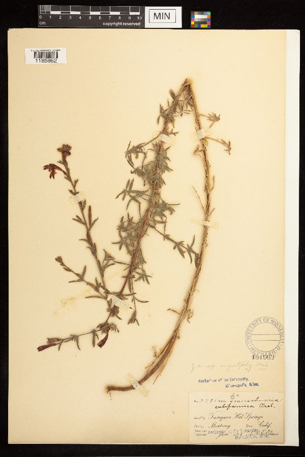 Epilobium canum subsp. canum image