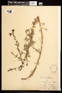 Epilobium canum image