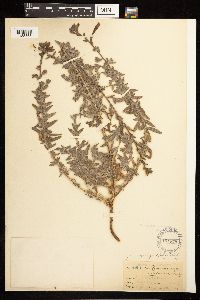 Epilobium canum image