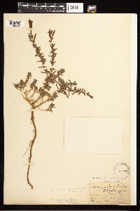 Epilobium canum image