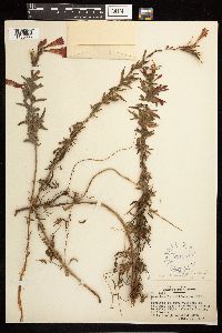 Epilobium canum image