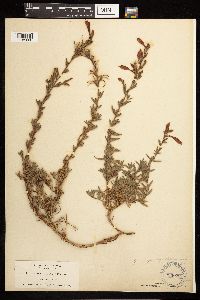 Epilobium canum image