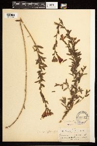 Epilobium canum image