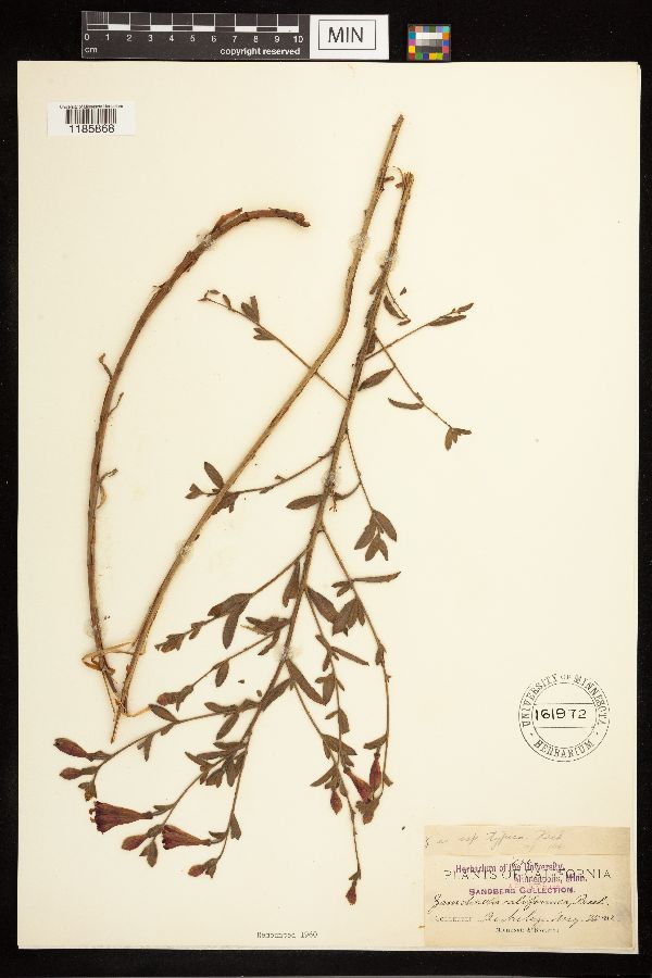 Epilobium canum image