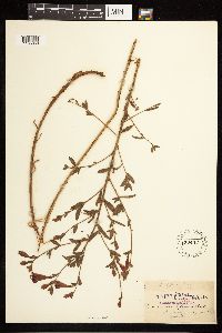 Epilobium canum subsp. canum image