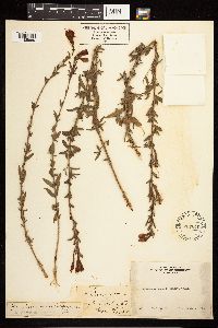 Epilobium canum image