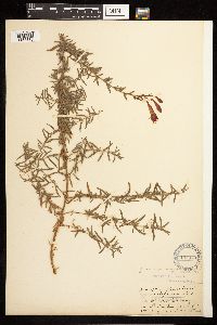 Epilobium canum image