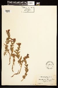 Epilobium canum image