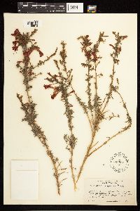 Epilobium canum image