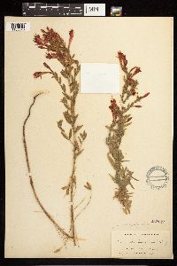 Epilobium canum image
