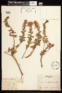 Epilobium canum image