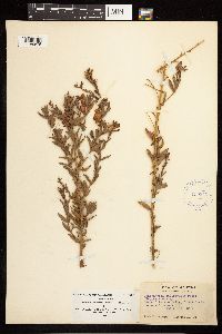 Epilobium canum image