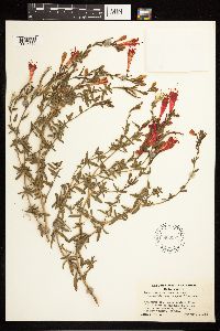 Epilobium canum image