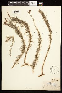 Epilobium canum image