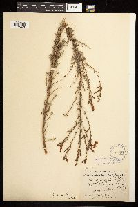 Epilobium canum image