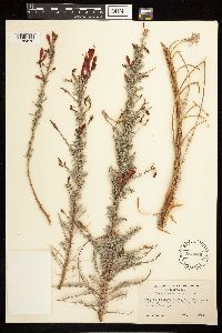 Epilobium canum image