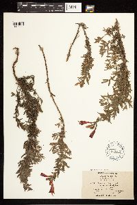 Epilobium canum image