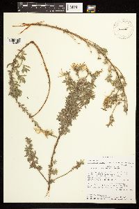 Epilobium canum image