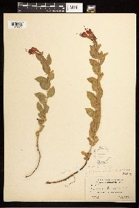 Epilobium canum image