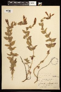 Epilobium canum image