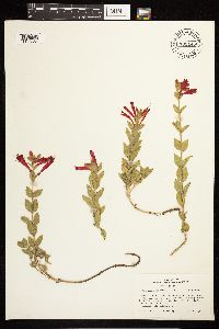 Epilobium canum image