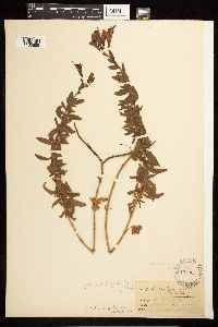 Epilobium canum subsp. latifolium image