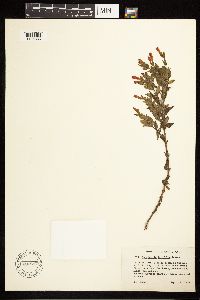 Epilobium canum subsp. latifolium image