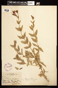 Epilobium canum subsp. latifolium image