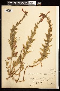 Epilobium canum subsp. latifolium image