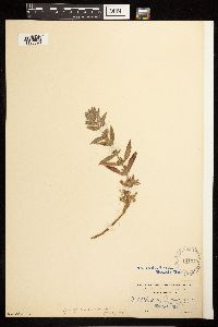 Epilobium canum subsp. latifolium image