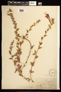 Epilobium canum subsp. latifolium image