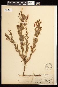 Epilobium canum subsp. latifolium image