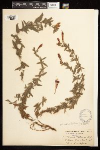 Epilobium canum subsp. latifolium image