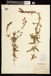 Epilobium canum subsp. latifolium image