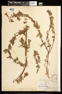 Epilobium canum subsp. latifolium image