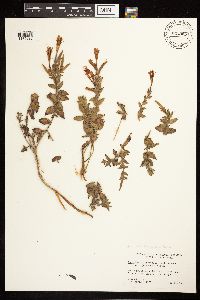 Epilobium canum subsp. latifolium image