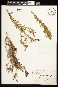 Epilobium canum subsp. latifolium image