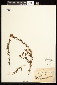 Epilobium canum subsp. latifolium image