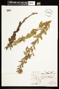 Epilobium canum subsp. latifolium image