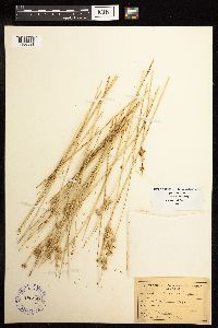 Media resource of Juncus cooperi