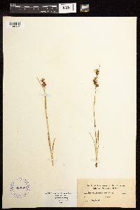 Juncus compressus image